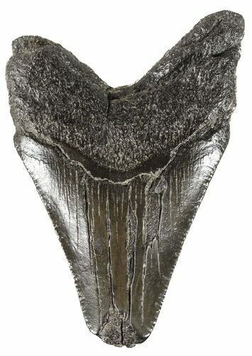 Bargain, Juvenile Megalodon Tooth - South Carolina #54129